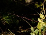 なんの花2.jpg