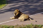 Lion.jpg