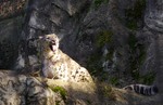 Snowleopard.jpg