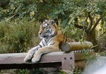 Tiger.jpg
